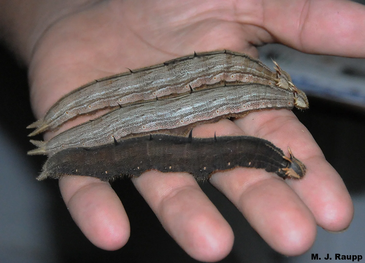 Orlando wrangles a handful of gorgeous owl caterpillars.