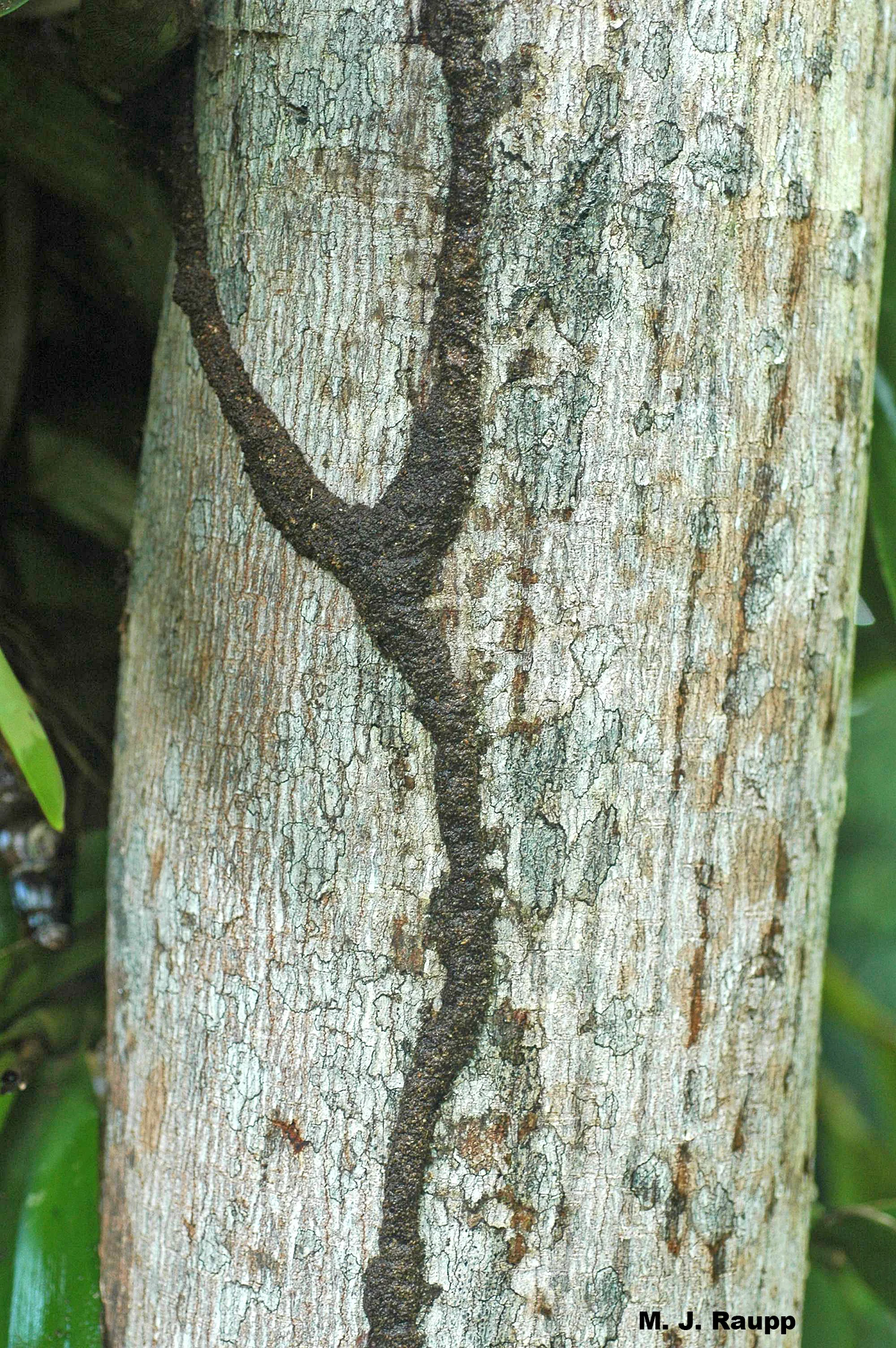 Dark trails mark the foraging routes of termites on tree trunks as they search for food.