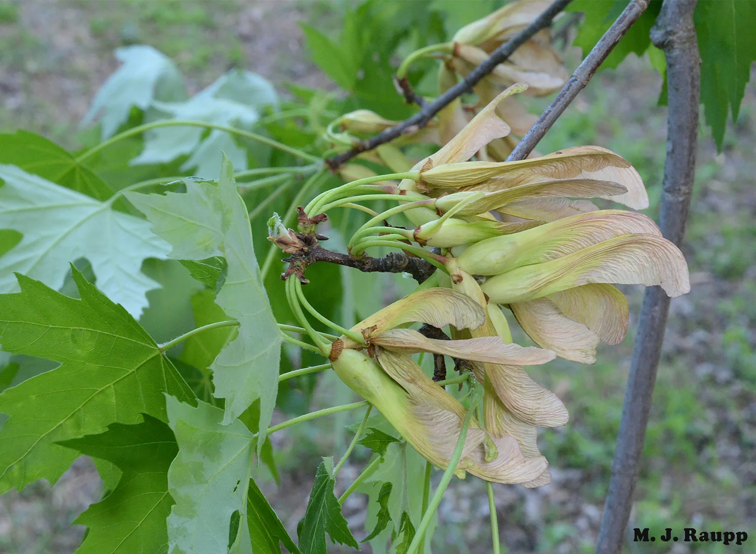 Maple samaras will soon twirl to the ground and become food for developing boxelder bugs throughout the summer.