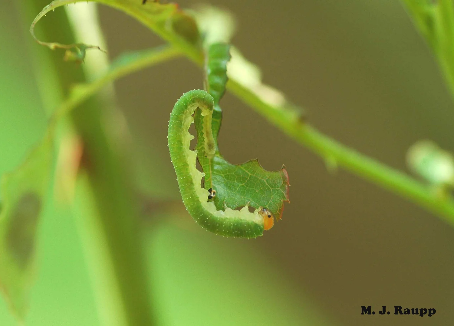 Not much left after the curled rose sawfly finishes a leaf.