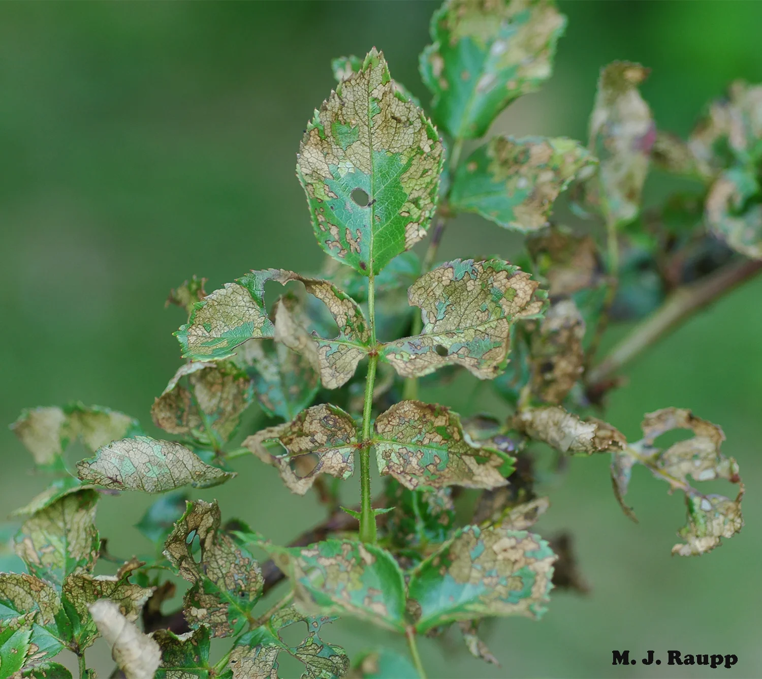 By mid-summer roseslug damaged leaves turn brown and crinkled.