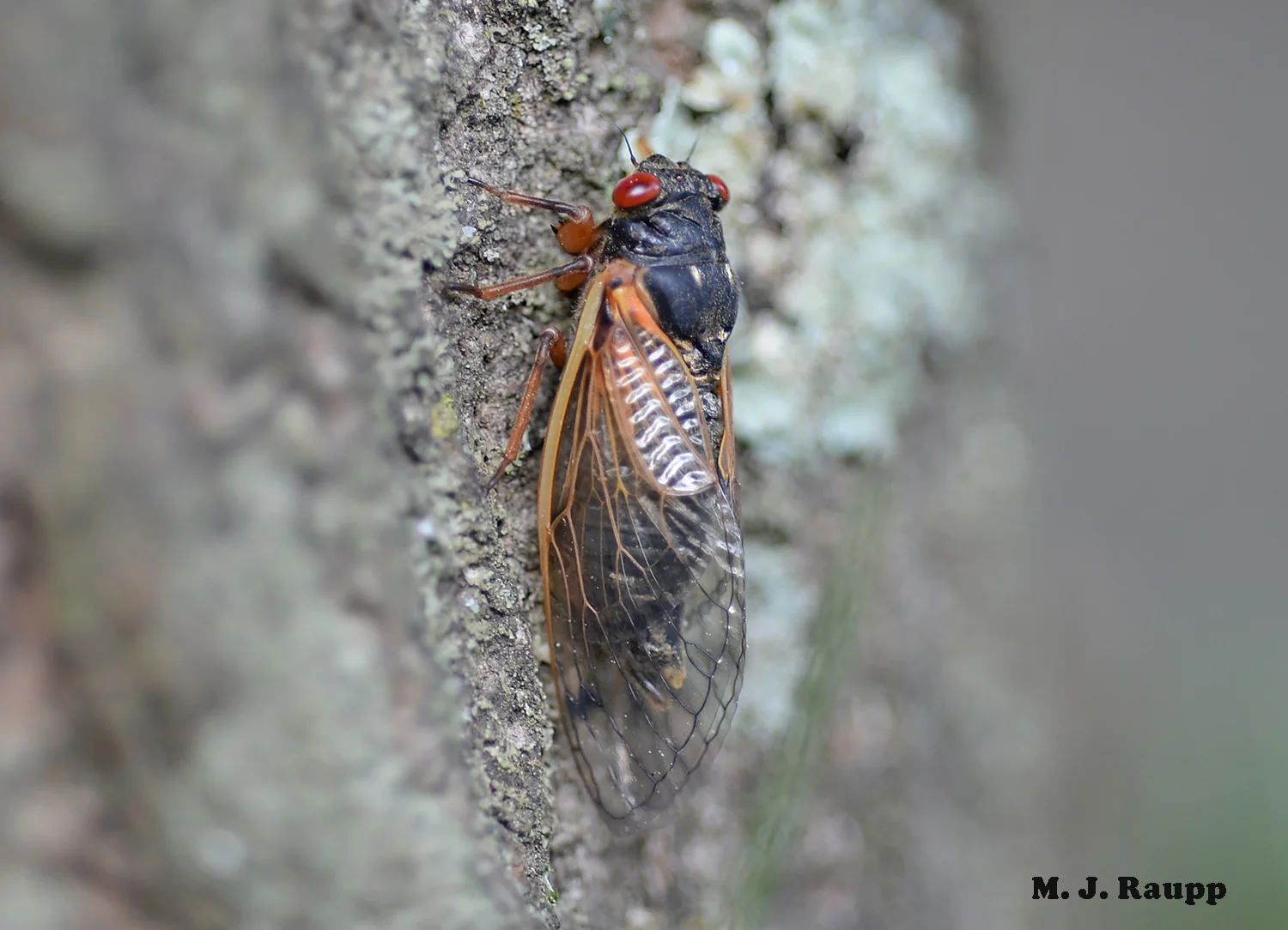 Will this beautiful female Magicicada cassini live long enough to mate and reproduce, or will her early appearance in advance of the main brood doom her and her broodmates?