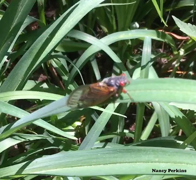 Homeowners around Columbia, MD sighted cicadas on foliage and plants last week. Photo credit: Nancy Perkins