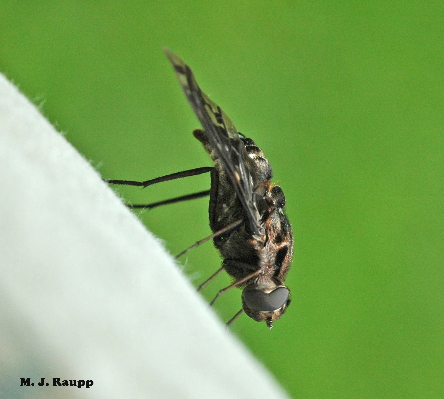 Don’t be surprised to see the Tiger Bee Fly, Xenox tigrinus, loitering on decks or siding infested with carpenter bees. Larvae of the carpenter bee are food for the larvae of this handsome fly.