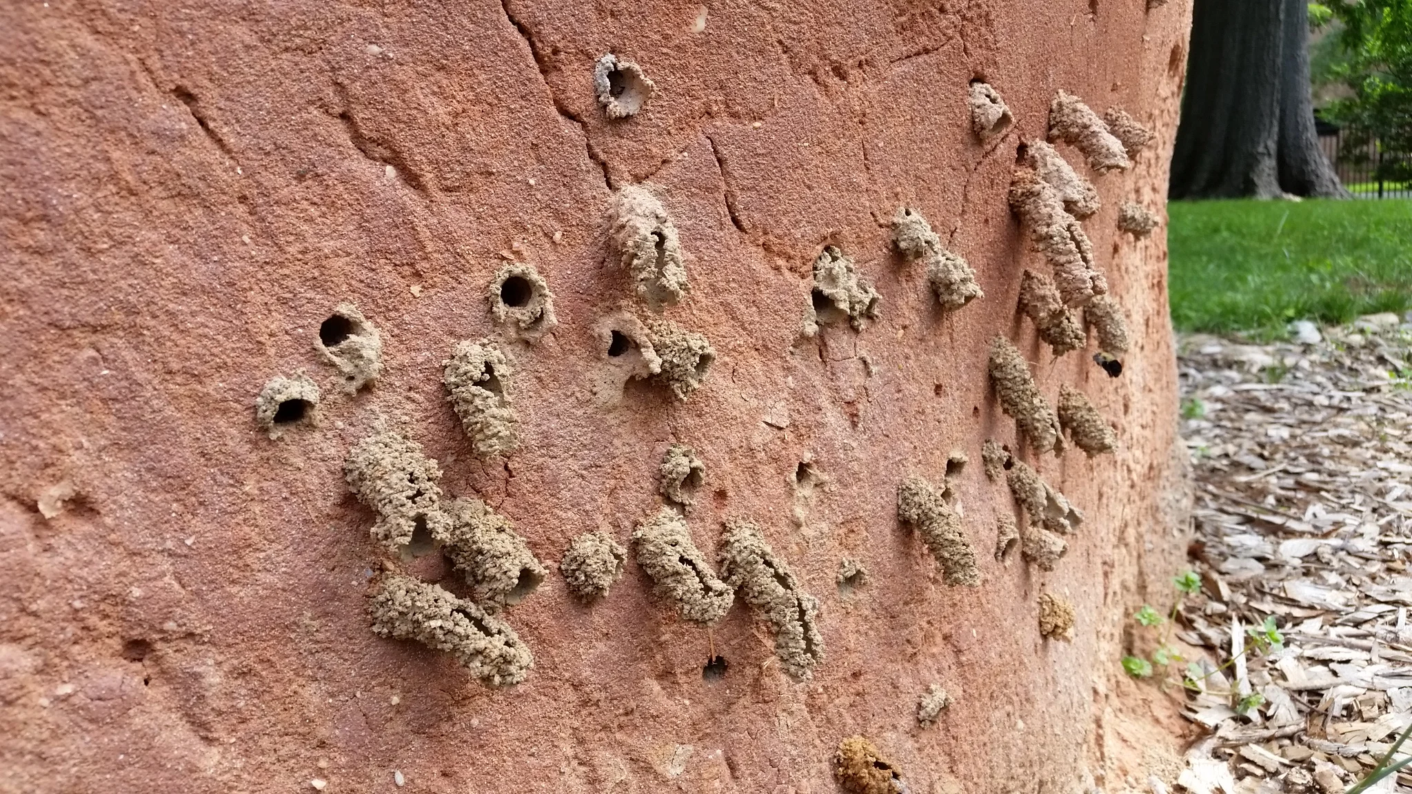 The Bee Wall at the University of Maryland is a great place to see marvelous mining bees in action. Image: Lisa Kuder