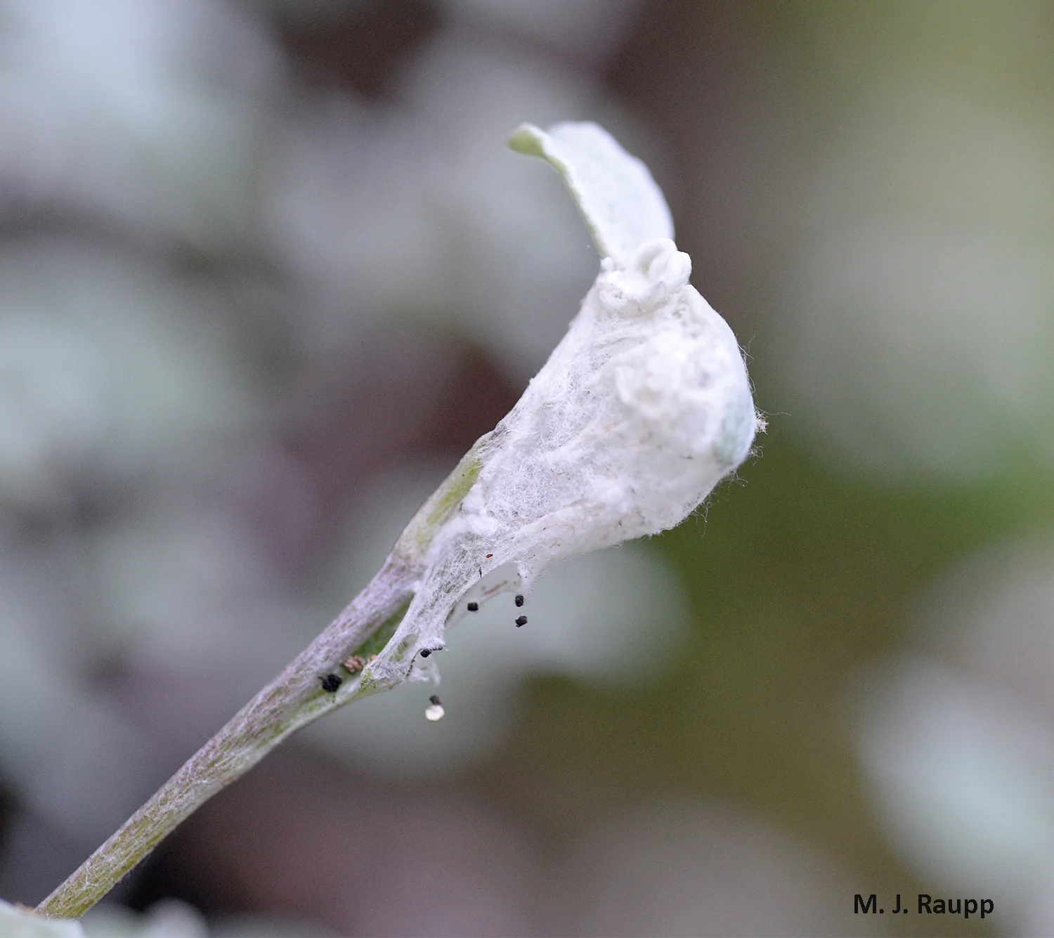 When not actively feeding on leaves, American Painted Lady caterpillars hide in silken shelters spun around leaves of their host plant.