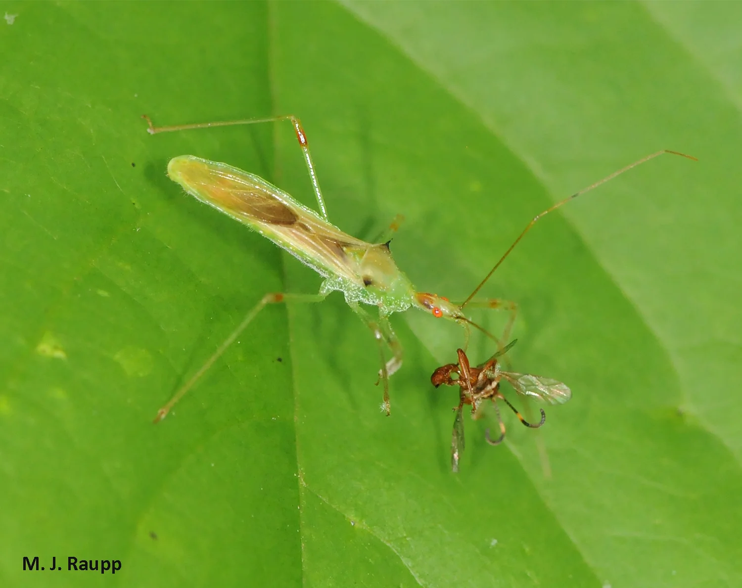 A small wasp falls victim to the sticky legs and hungry beak of Zelus.