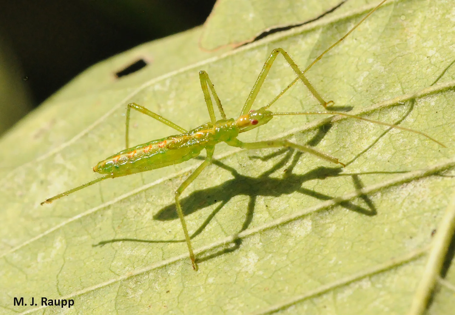 This Zelus nymph will soon earn it wings.