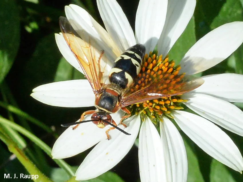 Male cicada killer wasps are harmless and beautiful, well, unless you are another male cicada killer.