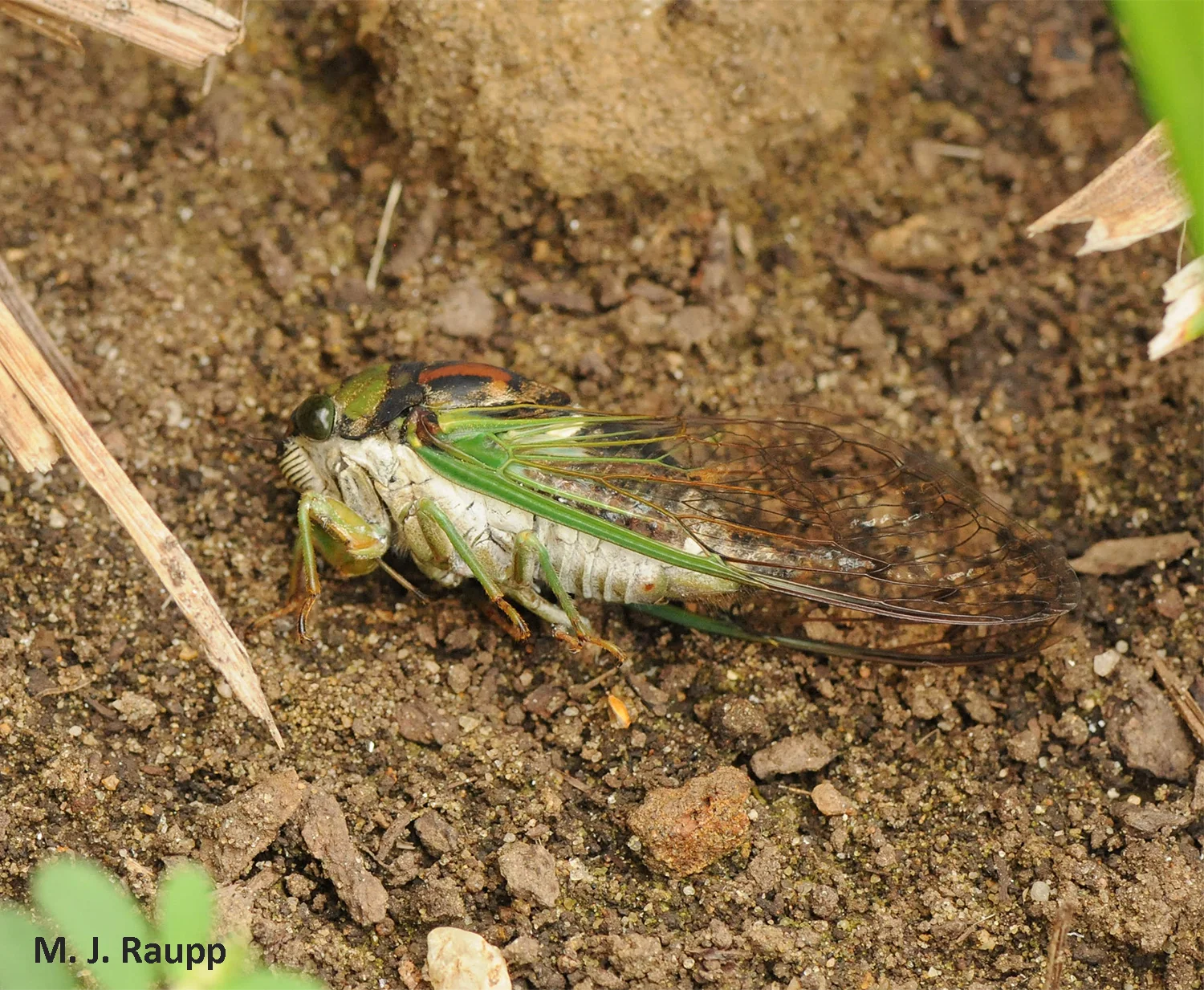 Paralyzed cicadas are sometimes abandoned near the entrance to a nest.