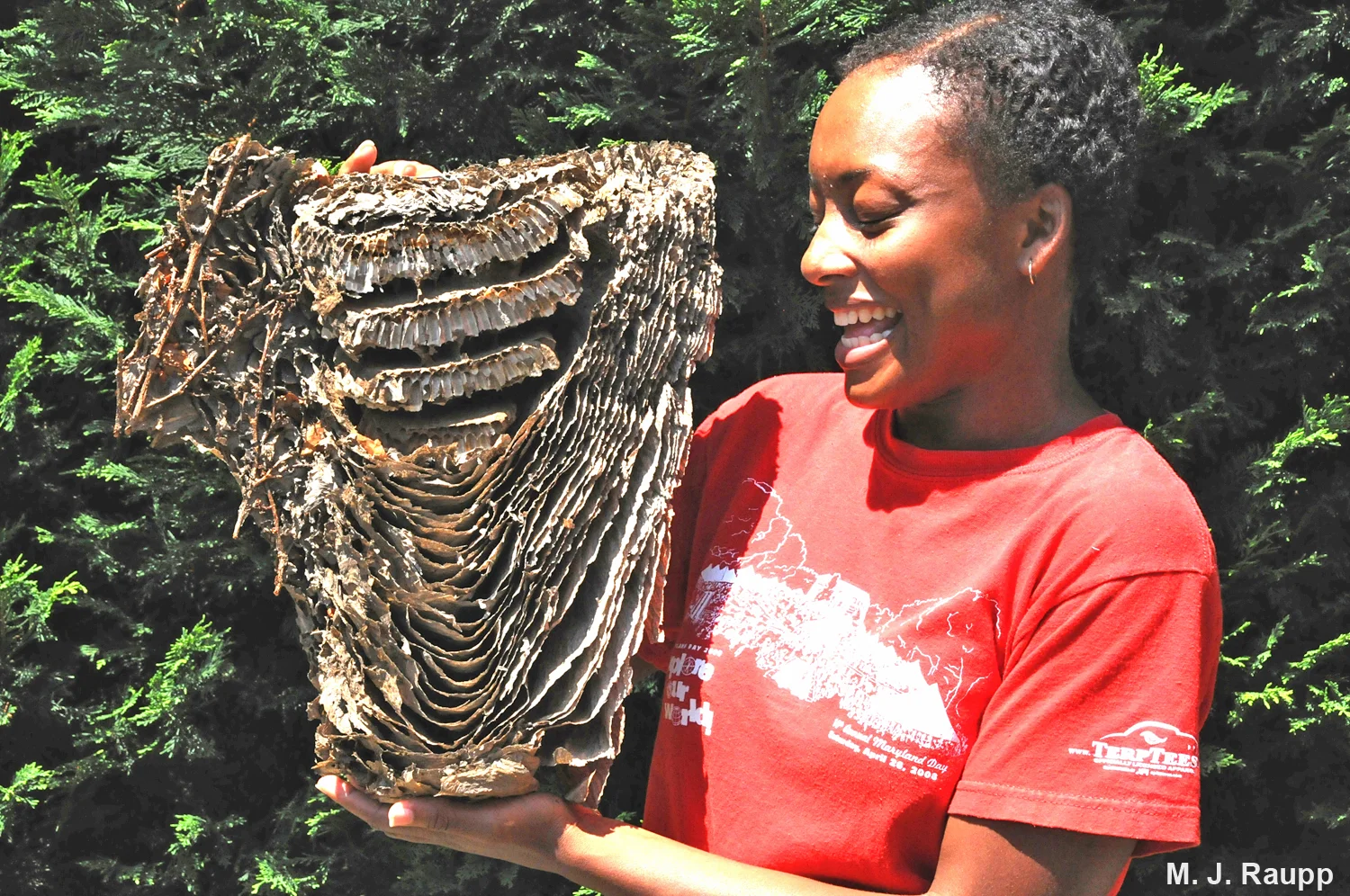 Nests can be the size of beach balls and contain hundreds of hornets.