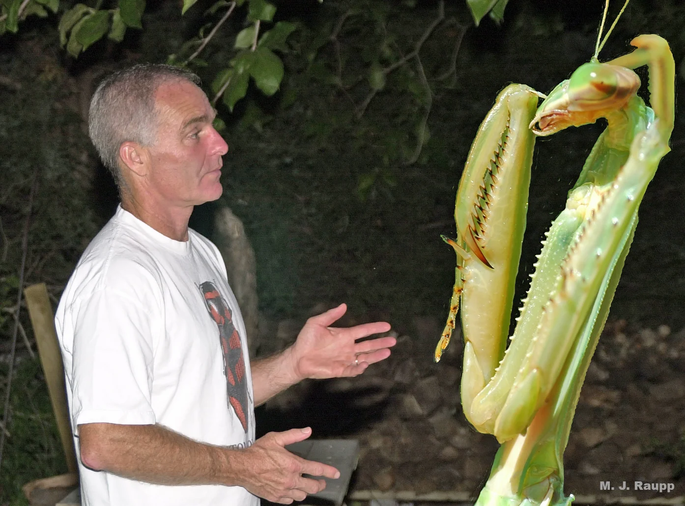 Conversations with unusually large mantises, even multilingual ones, can be perplexing.