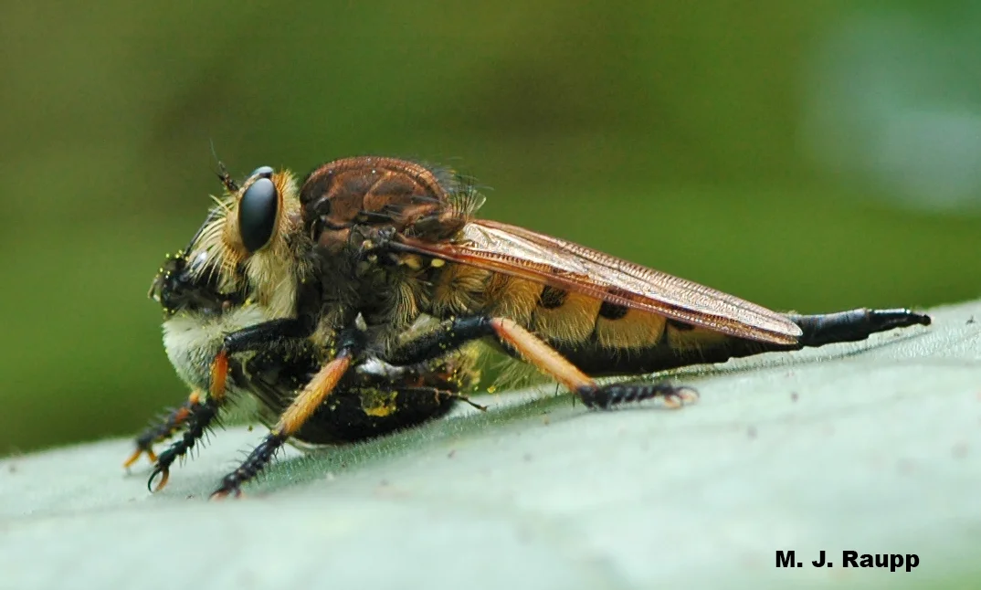 With a bumble bee neatly tucked between its legs, this robber fly sucks the life from its victim.