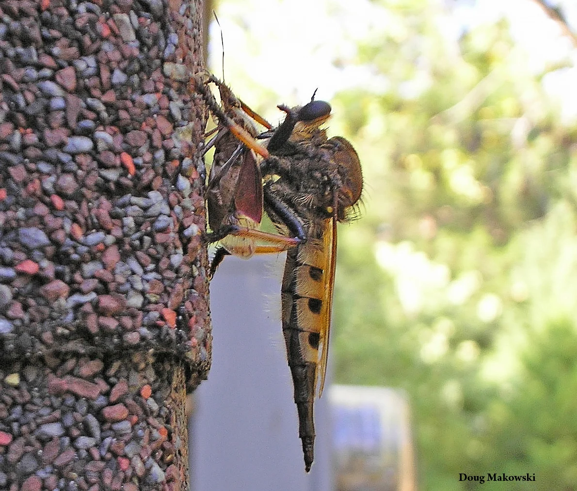 Robber flies are part of Mother Nature’s hit squad helping to reduce numbers of dreaded brown marmorated stink bugs. Photo credit: Doug Makowski