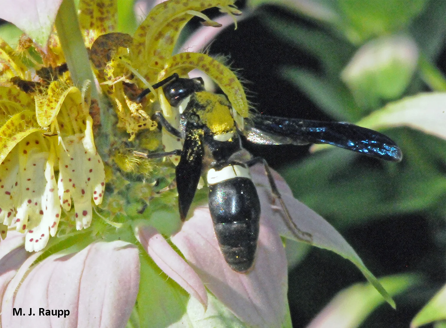 Pollination is one important ecosystem service provided by mason wasps like Monobia . Note the broad white band at the front of the abdomen.