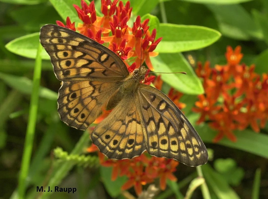 Fritillaries find butterfly weed irresistible.