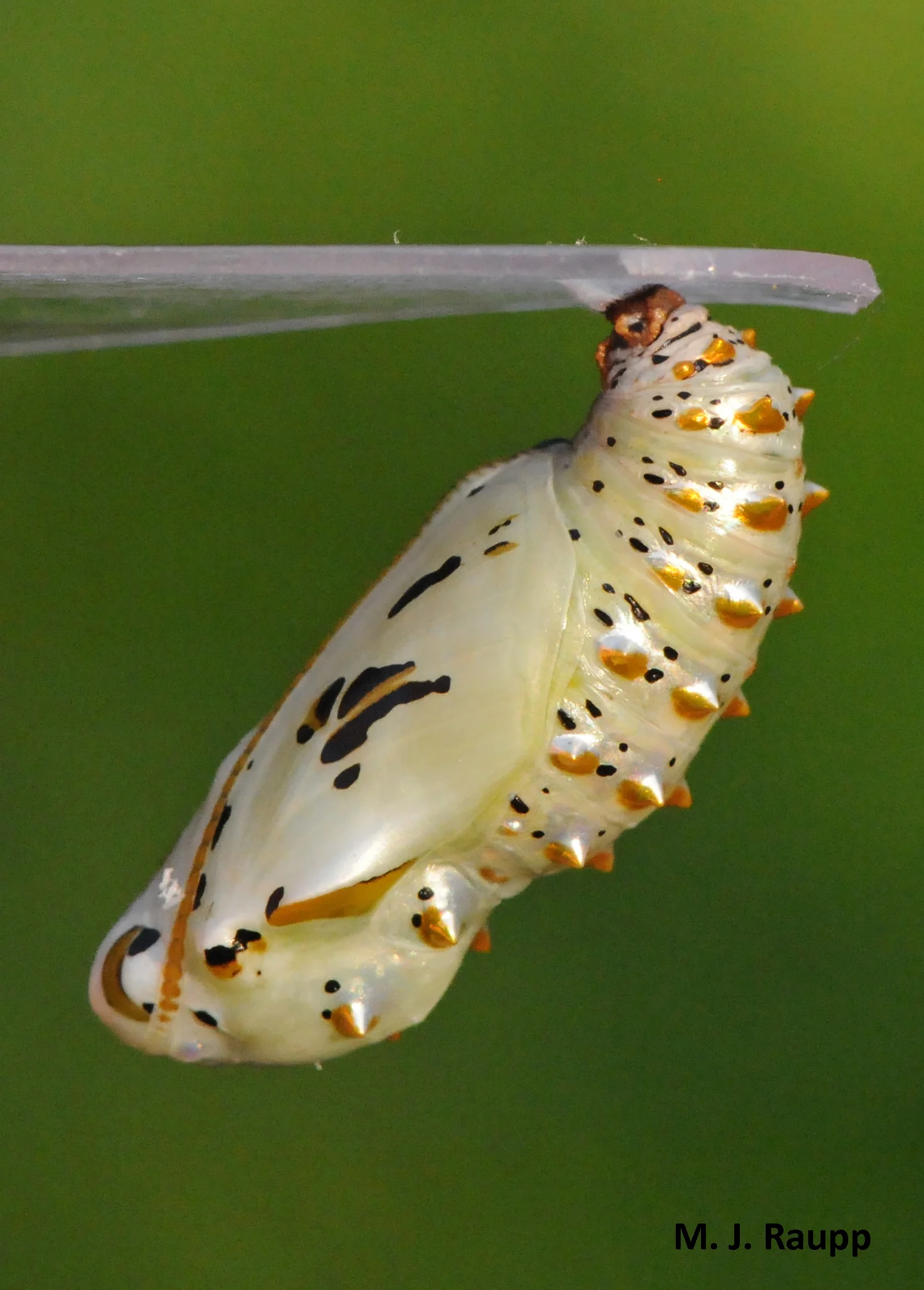 Within a breathtaking chrysalis, the caterpillar becomes a butterfly.