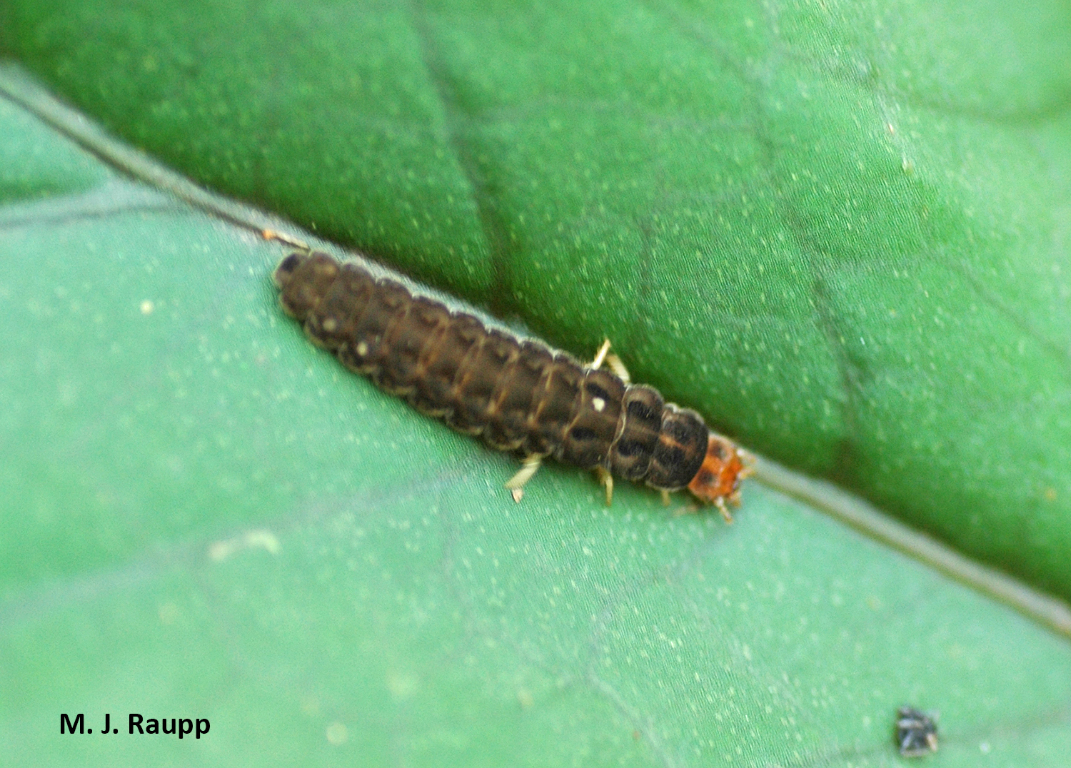 Friendly velvety home invaders: Soldier beetle larvae, 'Chauliognathus'  spp. — Bug of the Week