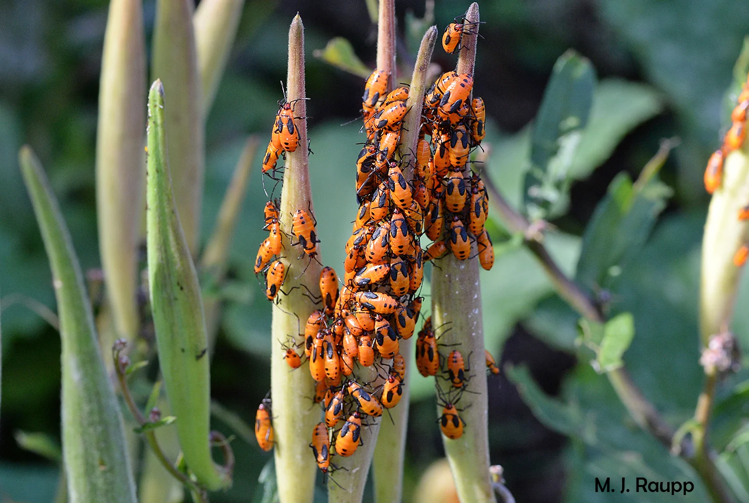 Predators beware of an unpleasant dining experience if you ignore the spooky Halloween colors displayed by large milkweed bug nymphs.