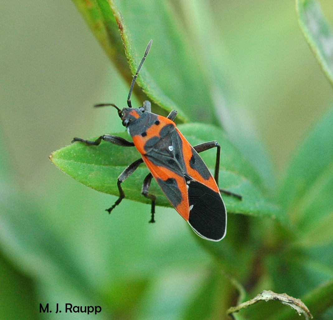 Bugs In Orange And Black A Spooky Halloween Trick Or Treat For