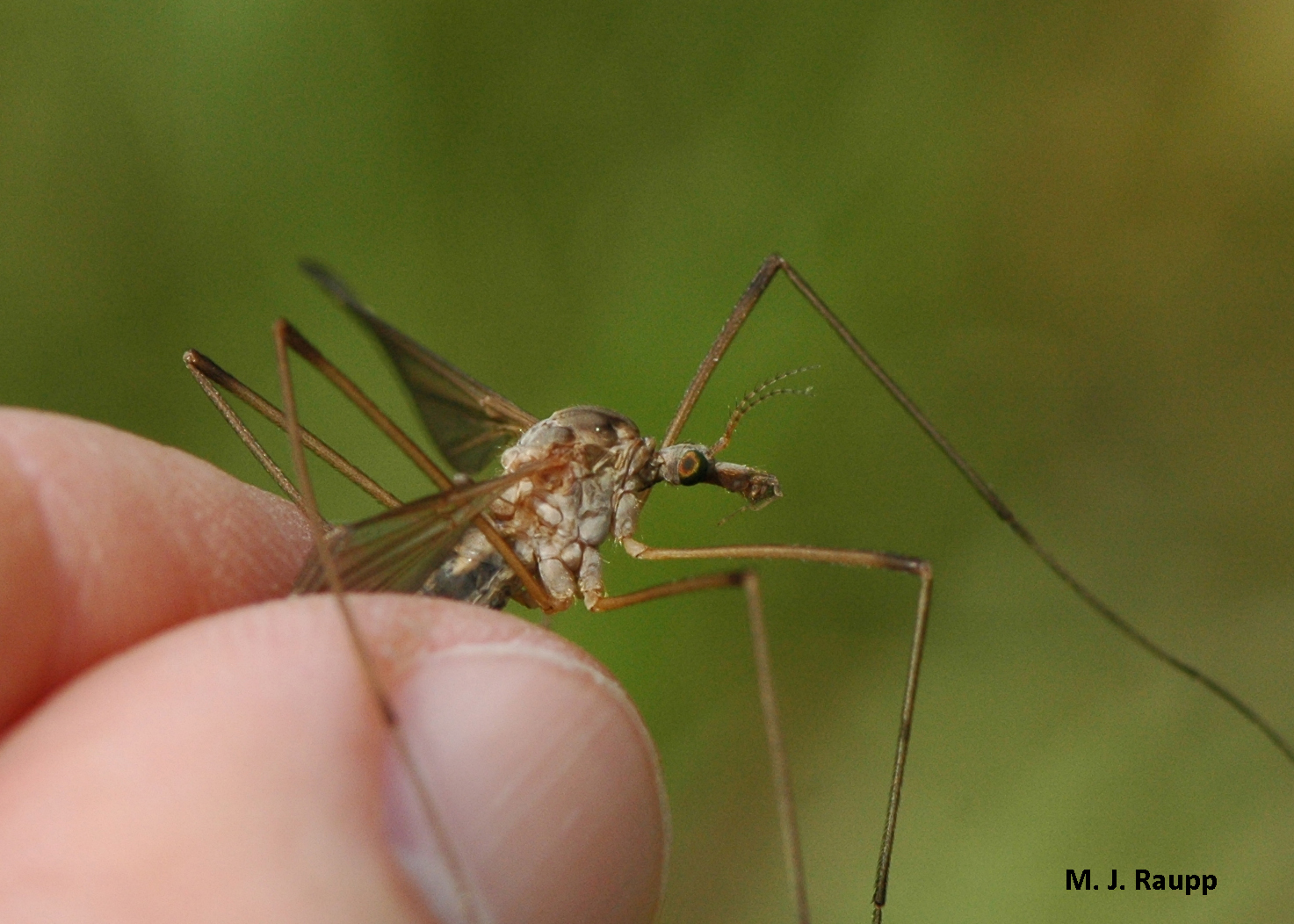 Daddy (and Mummy) Longlegs - crane fly