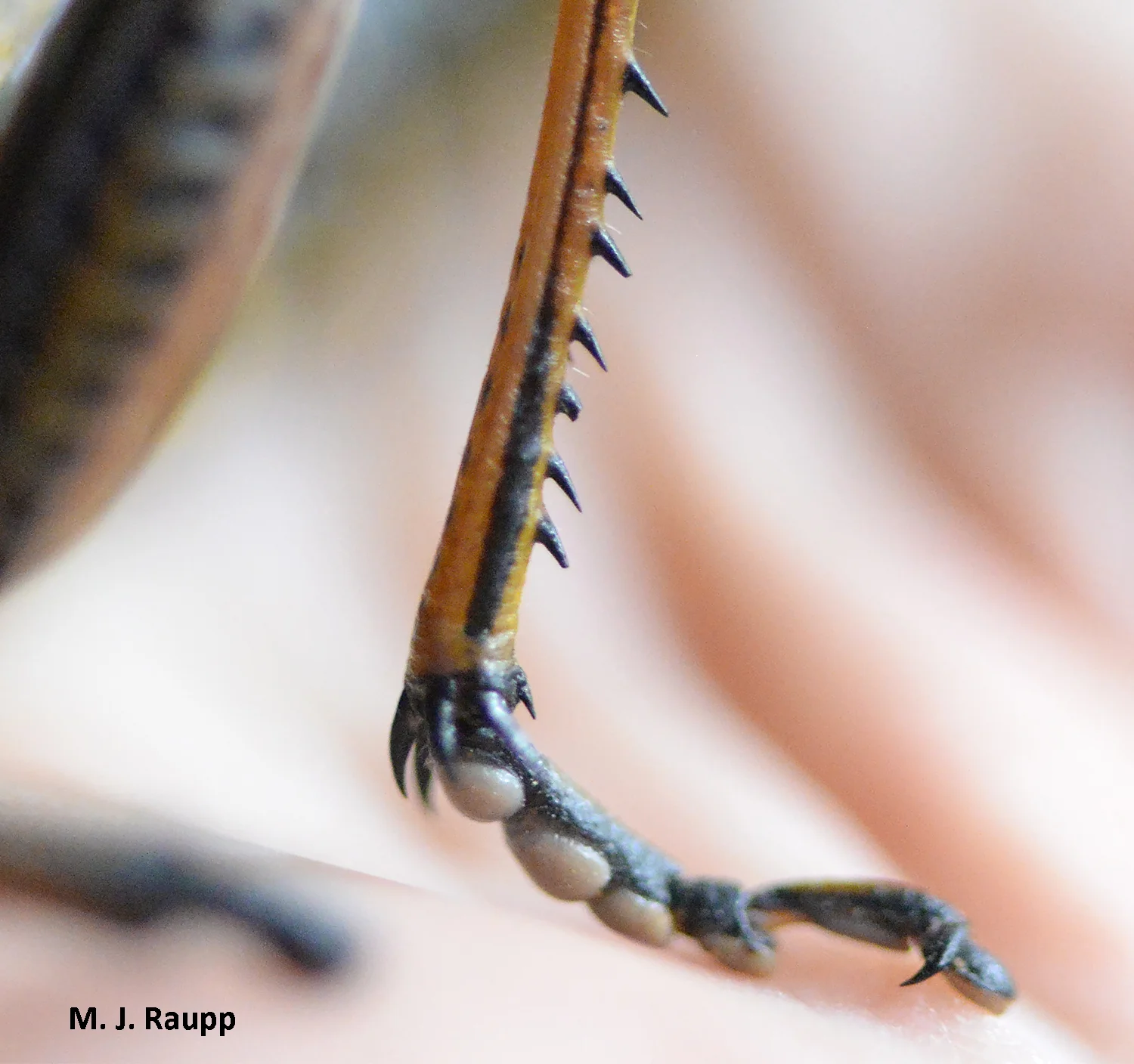 Wicked spines on legs can stab the flesh of attackers.