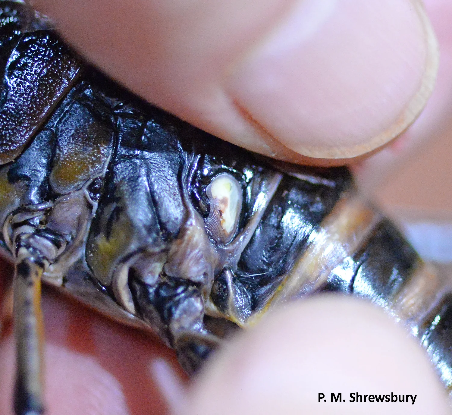 An opening on the side of the lubber’s body emits a noxious froth produced by glands within the exoskeleton.