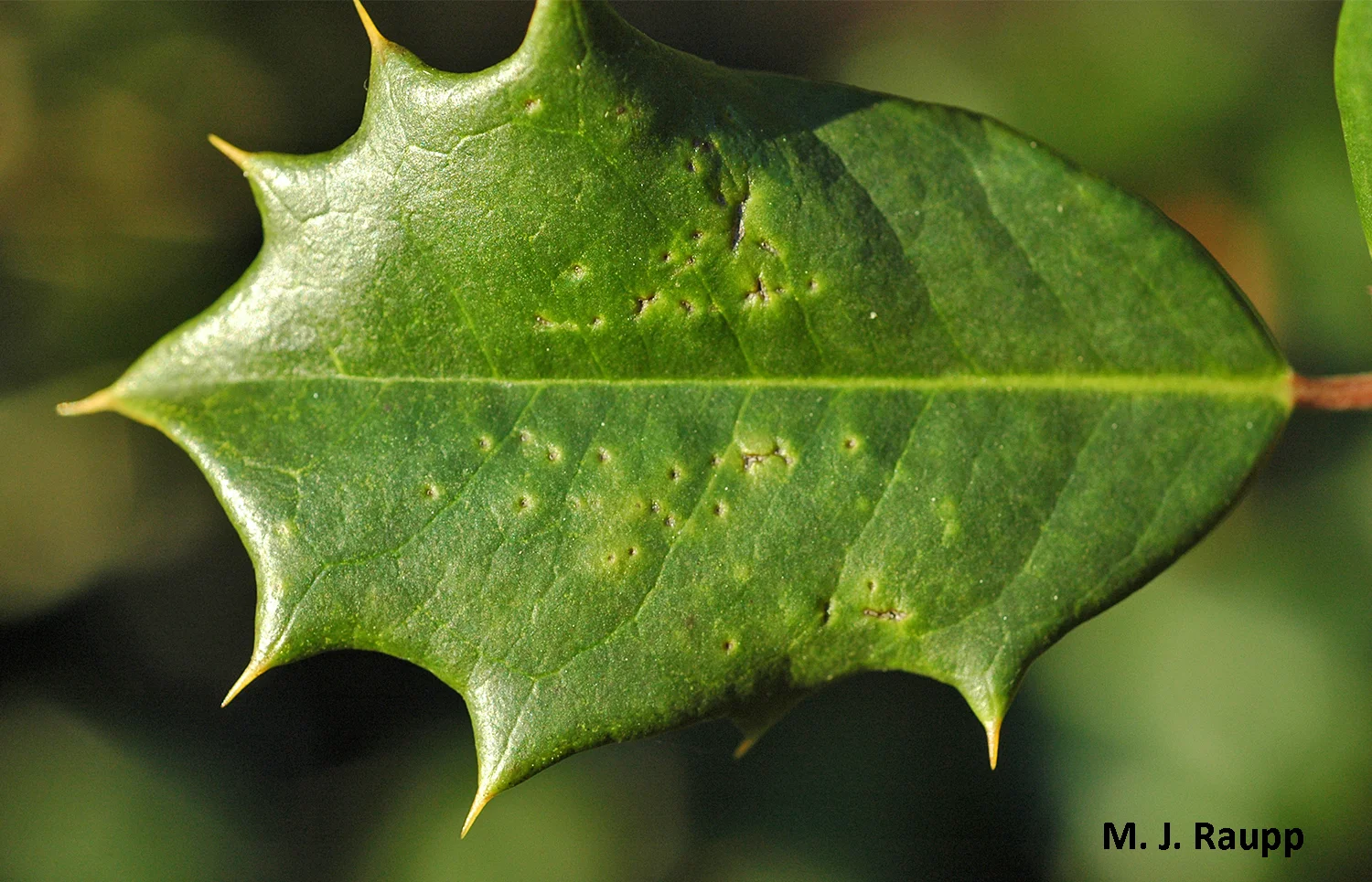 Feeding punctures on the leaf surface made by adult flies may cause leaves to curl.