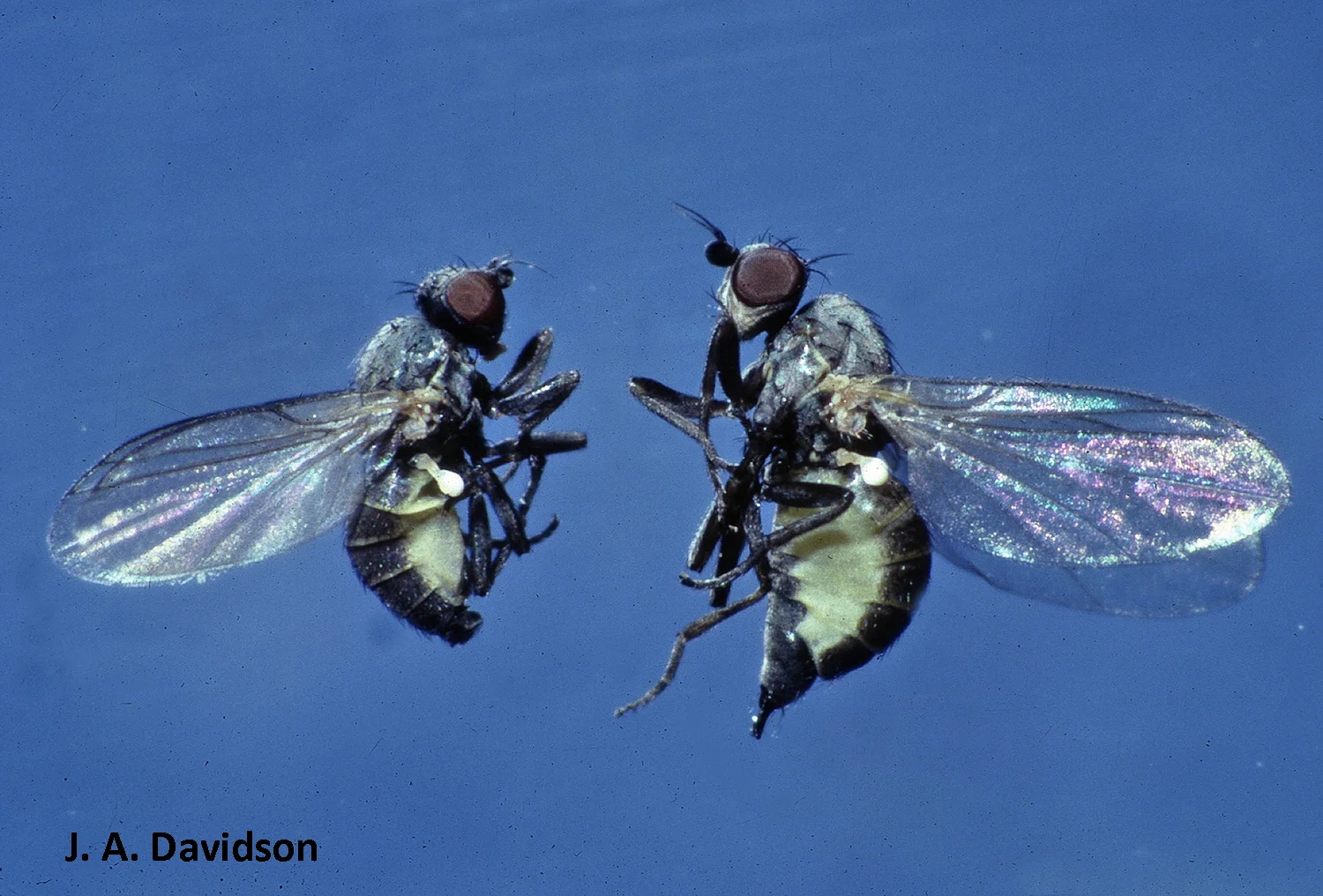 Adult holly leafminers resemble small houseflies. Image credit: J. A. Davidson