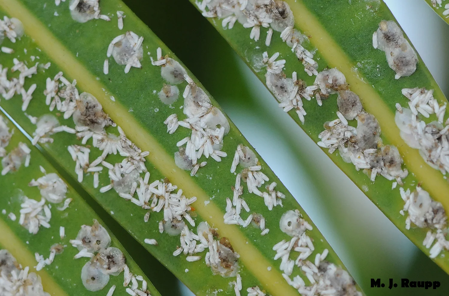 Cycad scales can reach astounding densities on the fronds of sago palms and other cycads.
