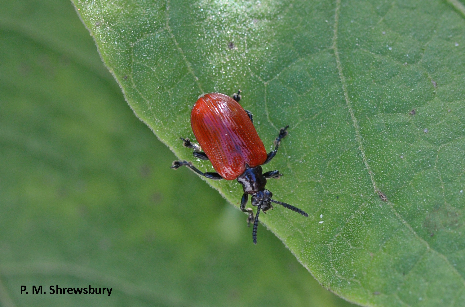 Beautiful Air Potato Leaf Beetles wage war on invasive air potatoes in Florida. Photo credit: Dr. Paula Shrewsbury