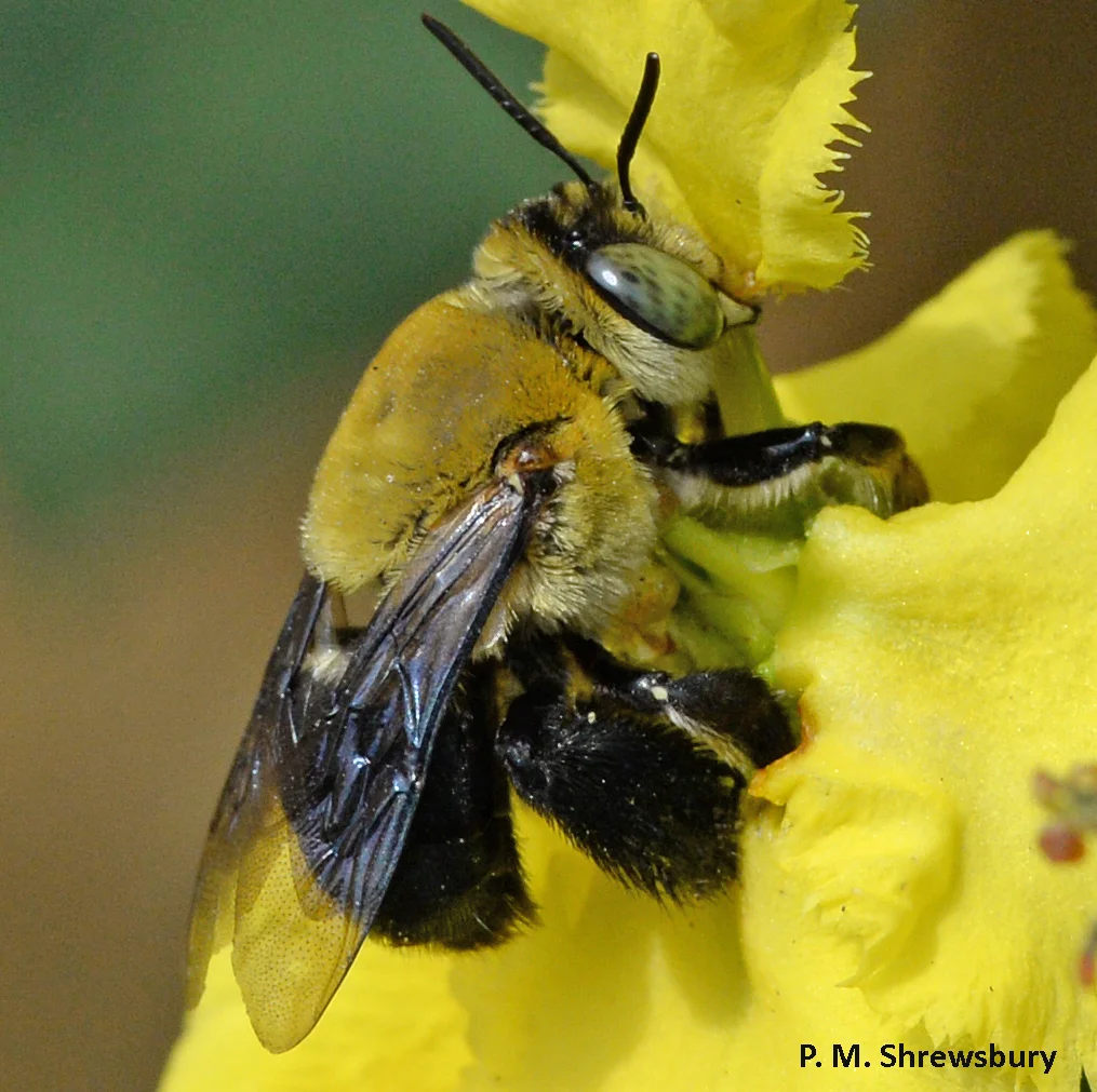 Powerful jaws grasp the base of a flower petal providing traction necessary for Centris nitida to collect floral oils from the Stigmaphyllon blossom. Photo credit: Dr. Paula Shrewsbury