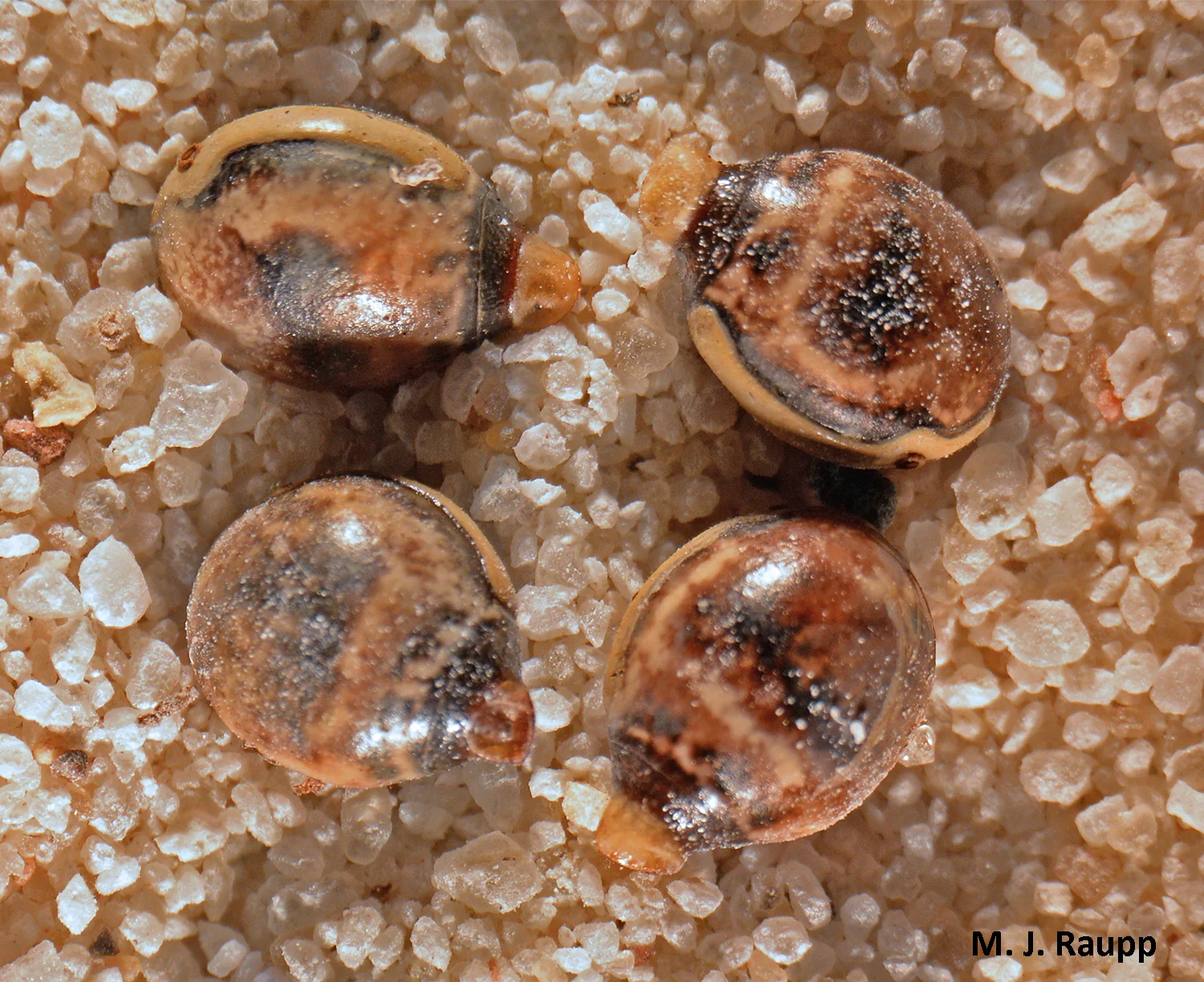 Rather large eggs of the Vietnamese Walking Stick resemble seeds that are collected by ants. Eggs are taken underground where parasitic wasps are unlikely to find them, thereby increasing the stick insect’s prospects for survival.