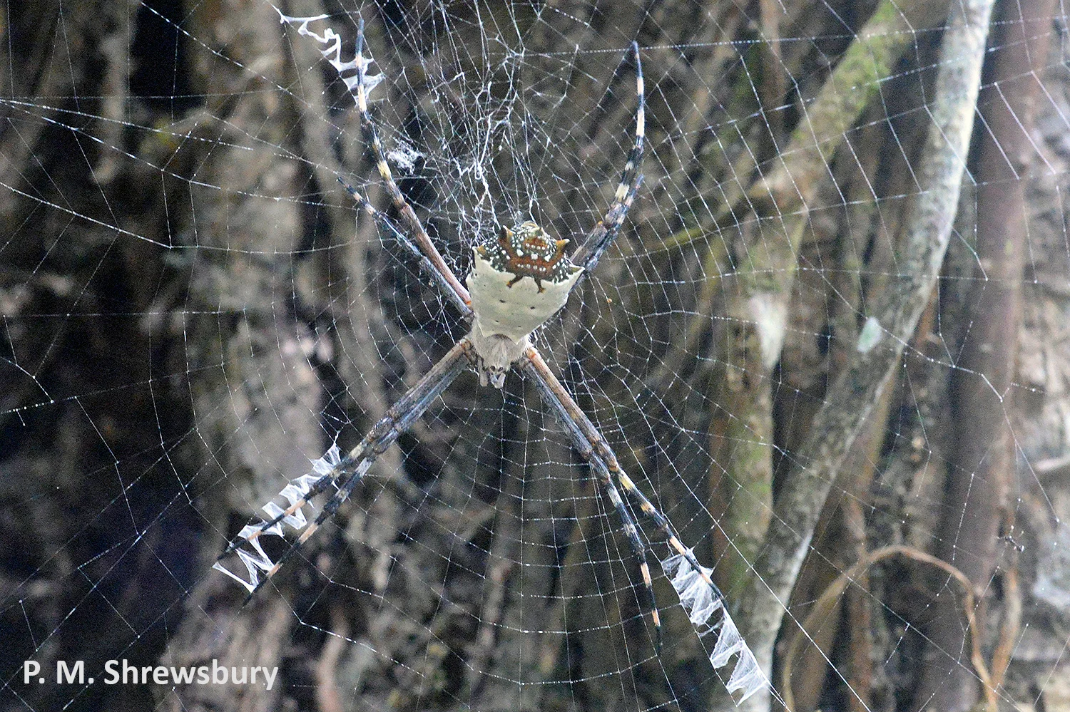 The rear end of this silver orb weaver resembles a fiendish creature. Can this confuse a predator or deflect a lethal attack away from the spider’s head?