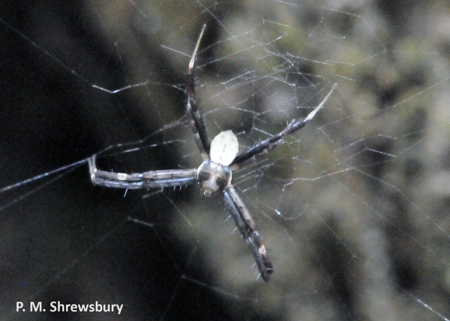 A tiny male silver orb weaver hides in the web a safe distance from his mate.