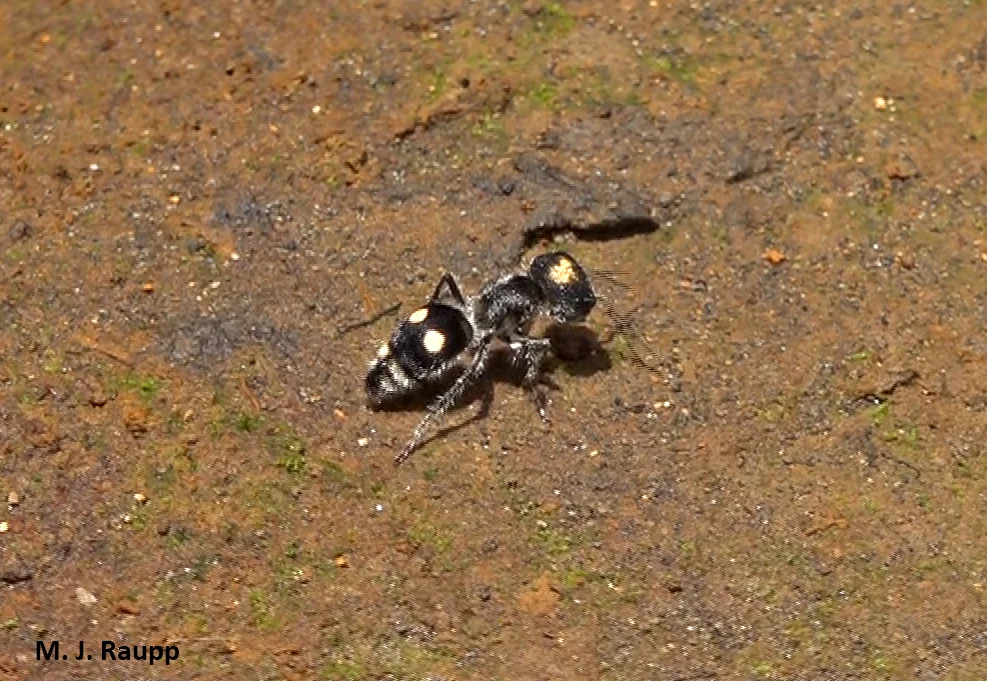 Easily recognized color patterns of velvet ants may warn predators not to attack lest they suffer a fierce and memorable sting.