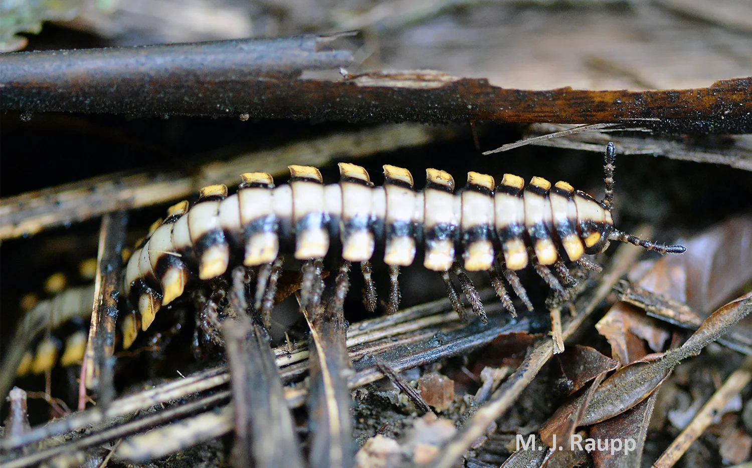 Python millipedes are striking recyclers of vegetation in the rainforest.