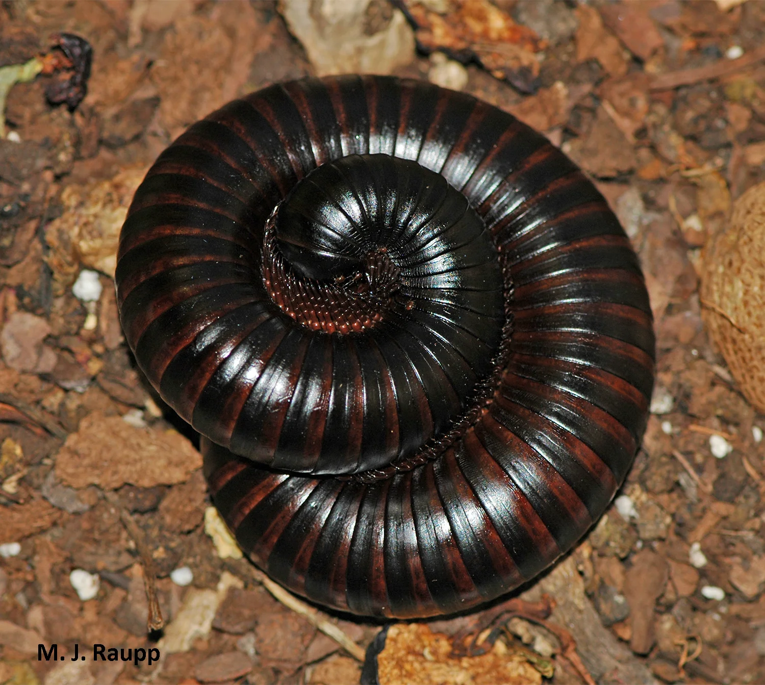 Curling into a tight ball is a common defense of millipedes.