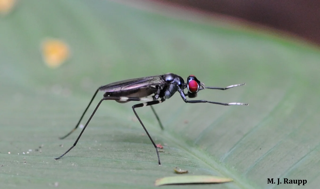 With front legs outstretched a stilt-legged fly does its best imitation of a wasp.