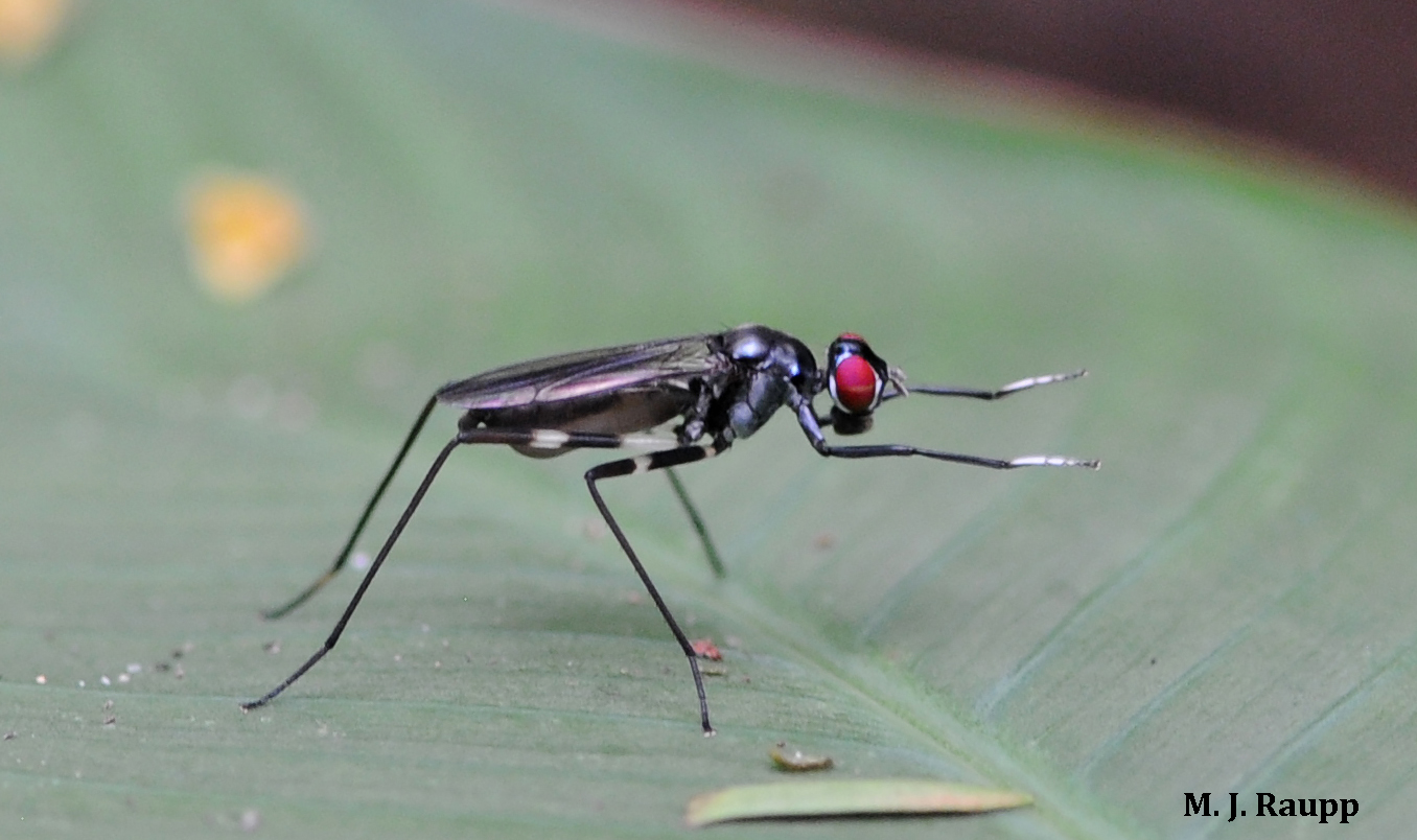 Wasp or fly? Stilt-legged flies, mimetic Micropezidae — Bug of the