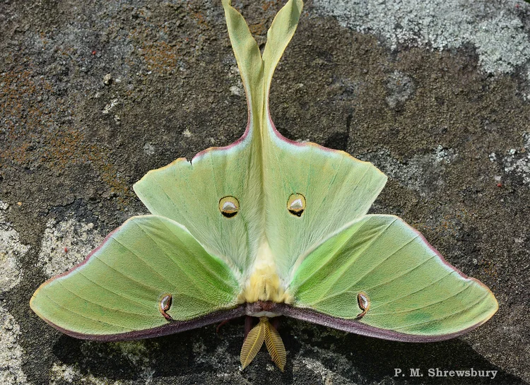 Be On The Lookout For Lunas Luna Moths Actias Luna Bug Of The Week