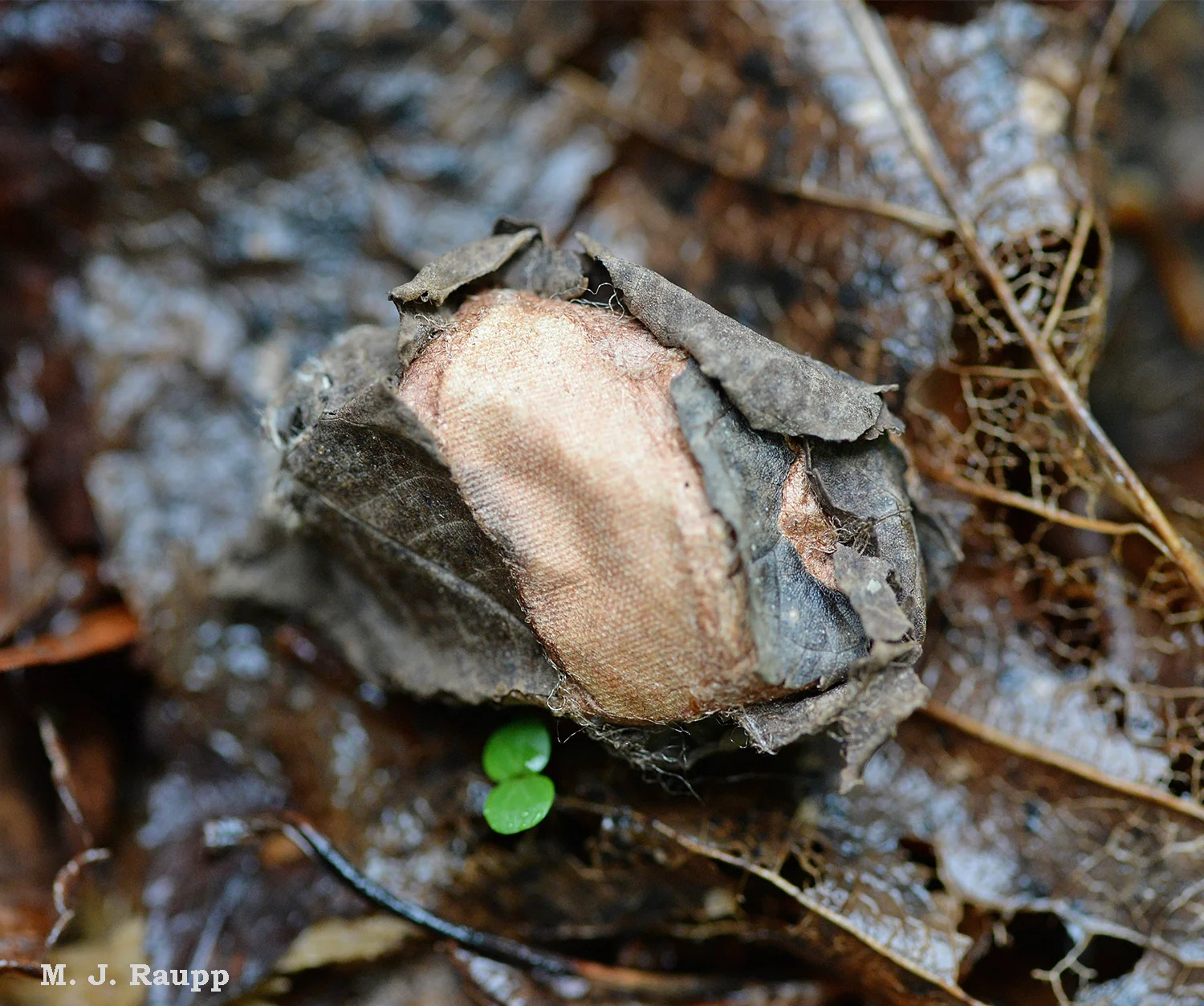 On the ground beneath its host plant, a Luna moth caterpillar has spun its cocoon complete with some leaves to help it avoid detection by predators. Here it will pupate, rest for the winter, and emerge as a gorgeous moth in spring.
