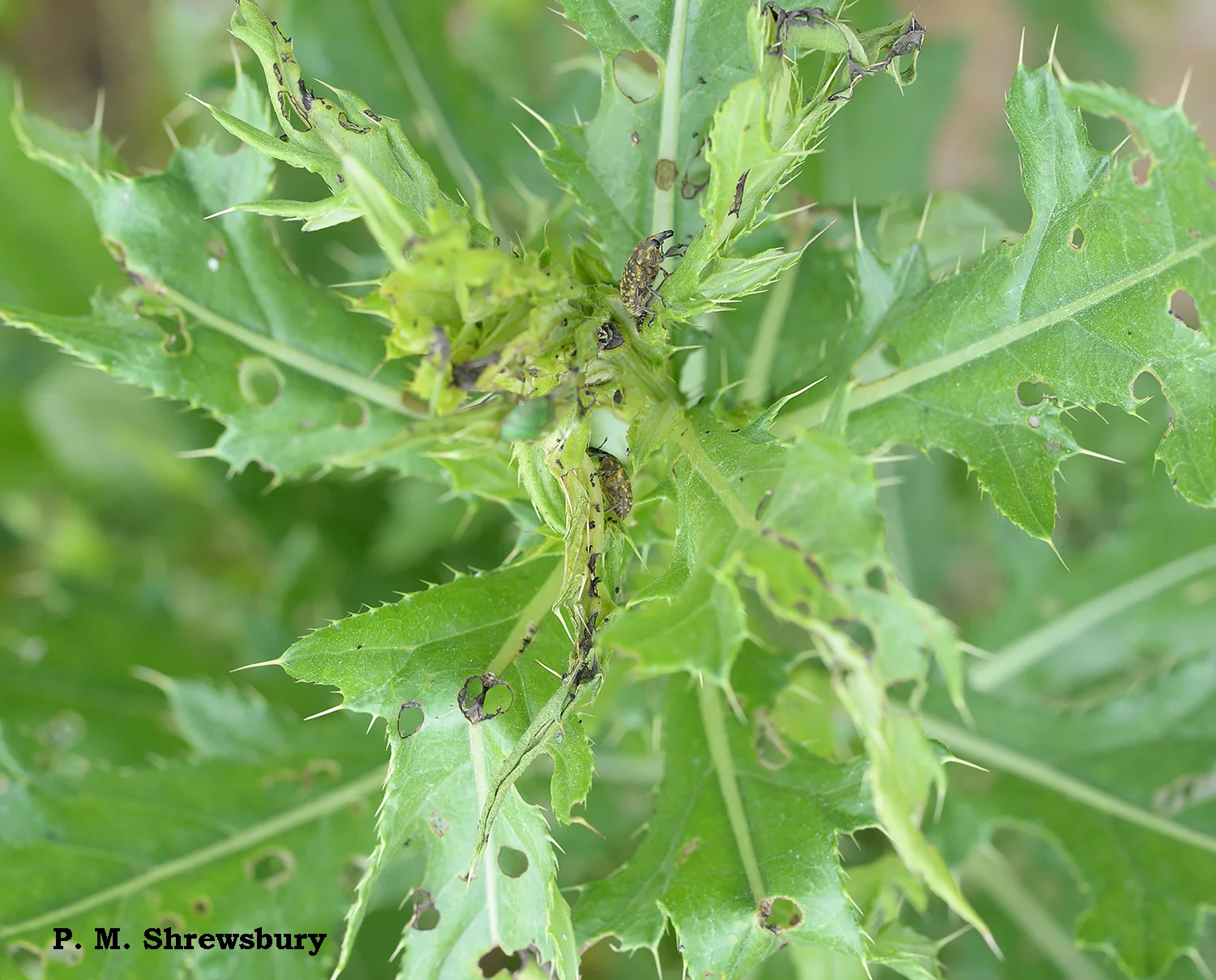 Combined feeding of the tortoise beetle and weevil devastate thistle.