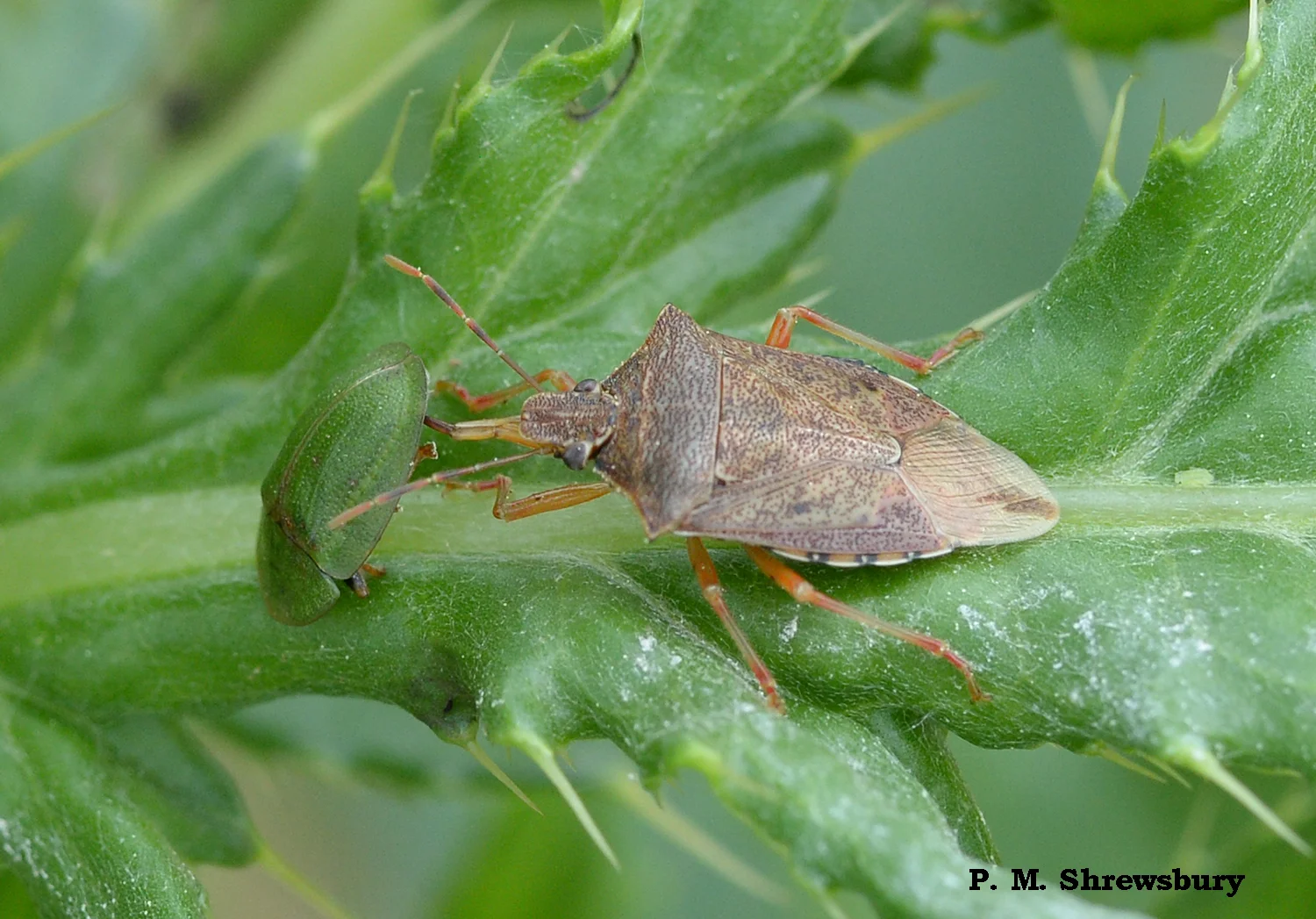 The piercing beak of the spined soldier bug brings the life of a thistle tortoise beetle to an end.