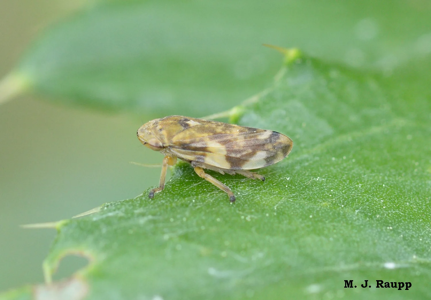 Adult spittle bugs are rather drab in color but blend in nicely with leaves and branches of meadow vegetation.