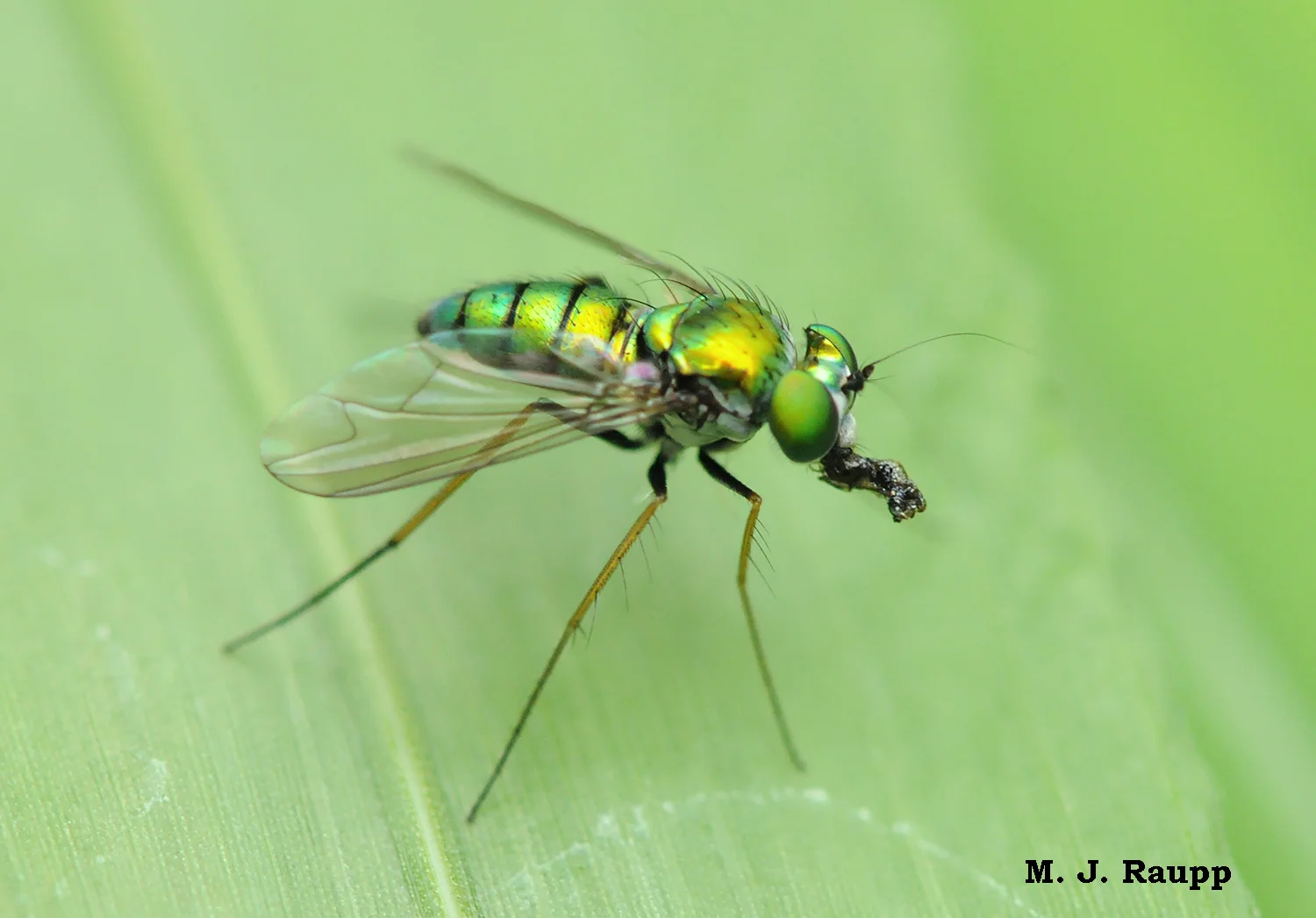 Dolichopodids can often be seen holding some unidentifiable morsel of invertebrate flesh in their mouthparts as they rest upon leaves.