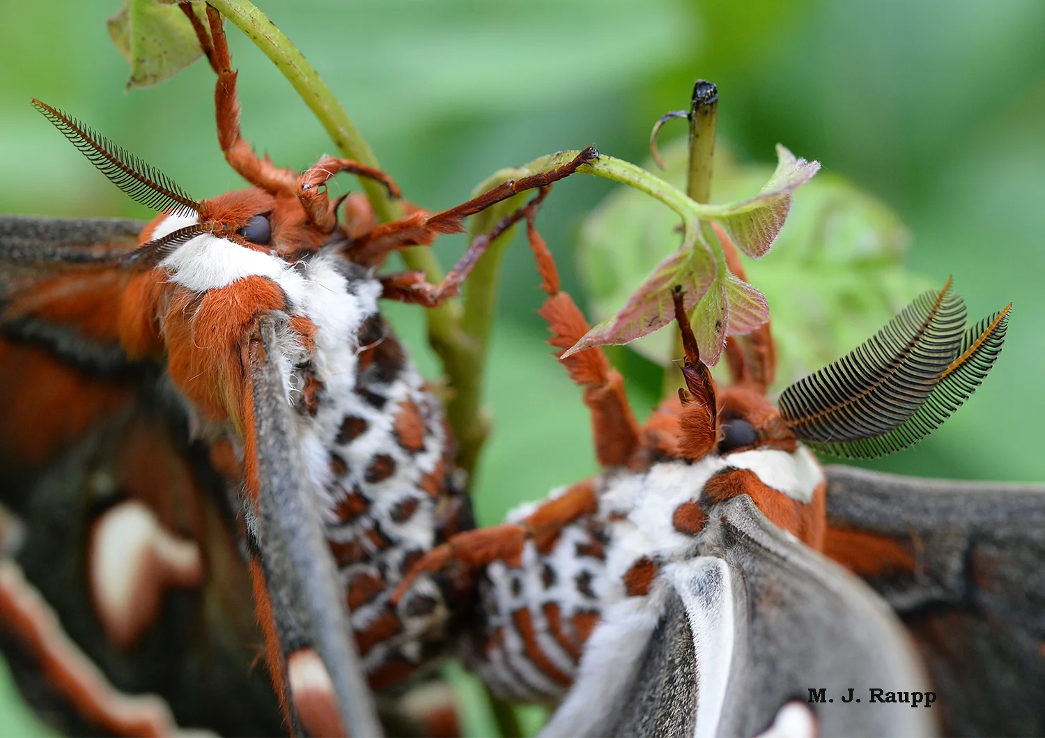 Large feathery antennae of the male, right, enable him to detect minute amounts of sex pheromones released by the female over surprisingly large distances. Notice the much smaller and less intricate antennae of the female, left.
