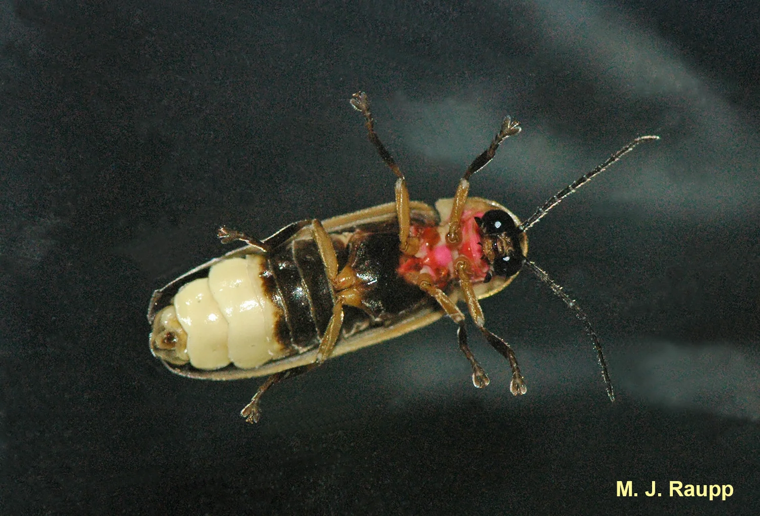 Giant eyes help fireflies detect flashes of their mates. Lightly colored terminal segments of the abdomen house the organs that produce the magical light of the firefly.