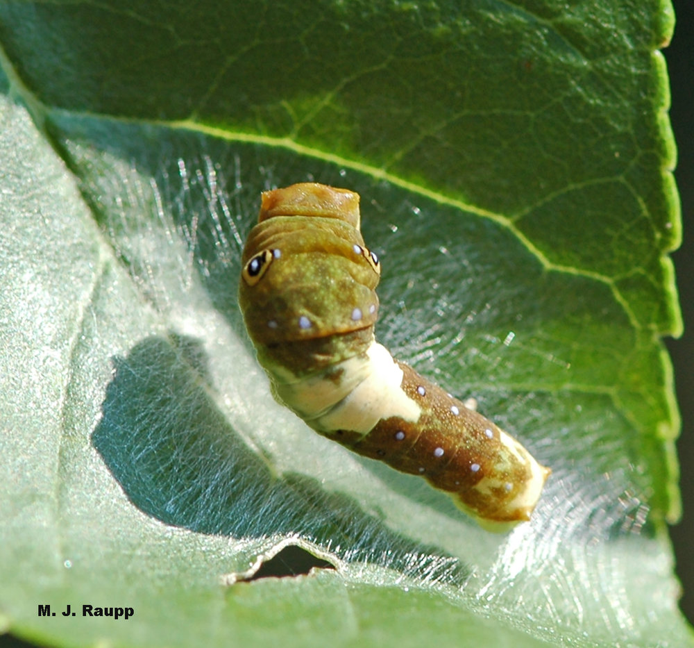 Young tiger swallowtail larvae resemble bird droppings.