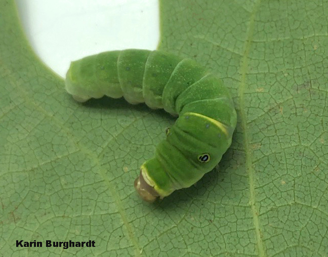 Large creepy eyespots of older swallowtail caterpillars frighten would-be predators.